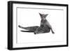 Blue Russia Cat-Fabio Petroni-Framed Photographic Print