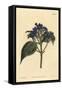 Blue Sage, Eranthemum Pulchellum (Blue-Flowered Justicia, Justicia Nervosa)-Sydenham Teast Edwards-Framed Stretched Canvas