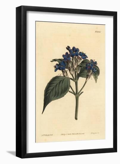 Blue Sage, Eranthemum Pulchellum (Blue-Flowered Justicia, Justicia Nervosa)-Sydenham Teast Edwards-Framed Giclee Print