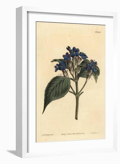 Blue Sage, Eranthemum Pulchellum (Blue-Flowered Justicia, Justicia Nervosa)-Sydenham Teast Edwards-Framed Giclee Print