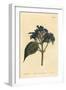 Blue Sage, Eranthemum Pulchellum (Blue-Flowered Justicia, Justicia Nervosa)-Sydenham Teast Edwards-Framed Giclee Print