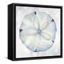 Blue Sand Dollar-Eli Jones-Framed Stretched Canvas