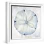 Blue Sand Dollar-Eli Jones-Framed Art Print