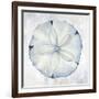 Blue Sand Dollar-Eli Jones-Framed Art Print