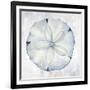 Blue Sand Dollar-Eli Jones-Framed Art Print