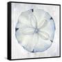 Blue Sand Dollar-Eli Jones-Framed Stretched Canvas