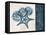Blue Scroll Starfish 1-Albert Koetsier-Framed Stretched Canvas