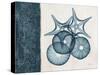 Blue Scroll Starfish 2-Albert Koetsier-Stretched Canvas