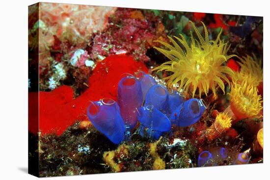 Blue Sea Squirts or Tunicates (Dendrophillia) and Yellow Cave Coral (Tubastrea)-Reinhard Dirscherl-Stretched Canvas