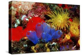 Blue Sea Squirts or Tunicates (Dendrophillia) and Yellow Cave Coral (Tubastrea)-Reinhard Dirscherl-Stretched Canvas