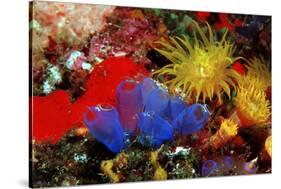 Blue Sea Squirts or Tunicates (Dendrophillia) and Yellow Cave Coral (Tubastrea)-Reinhard Dirscherl-Stretched Canvas