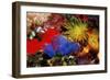 Blue Sea Squirts or Tunicates (Dendrophillia) and Yellow Cave Coral (Tubastrea)-Reinhard Dirscherl-Framed Photographic Print