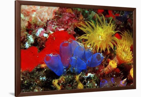 Blue Sea Squirts or Tunicates (Dendrophillia) and Yellow Cave Coral (Tubastrea)-Reinhard Dirscherl-Framed Photographic Print