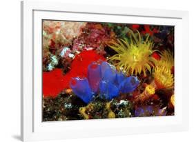 Blue Sea Squirts or Tunicates (Dendrophillia) and Yellow Cave Coral (Tubastrea)-Reinhard Dirscherl-Framed Photographic Print