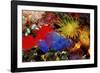 Blue Sea Squirts or Tunicates (Dendrophillia) and Yellow Cave Coral (Tubastrea)-Reinhard Dirscherl-Framed Photographic Print