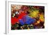 Blue Sea Squirts or Tunicates (Dendrophillia) and Yellow Cave Coral (Tubastrea)-Reinhard Dirscherl-Framed Photographic Print