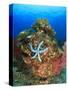 Blue Sea Star and brilliant red sea fans near Komba Island in the Flores Sea, Indonesia-Stuart Westmorland-Stretched Canvas