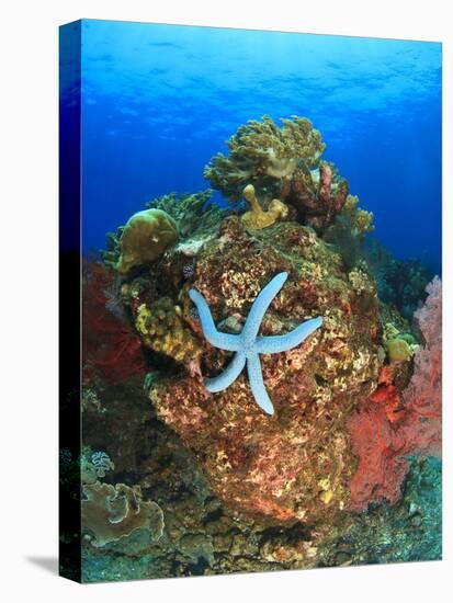 Blue Sea Star and brilliant red sea fans near Komba Island in the Flores Sea, Indonesia-Stuart Westmorland-Stretched Canvas