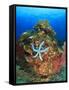 Blue Sea Star and brilliant red sea fans near Komba Island in the Flores Sea, Indonesia-Stuart Westmorland-Framed Stretched Canvas