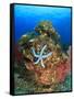 Blue Sea Star and brilliant red sea fans near Komba Island in the Flores Sea, Indonesia-Stuart Westmorland-Framed Stretched Canvas