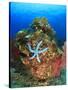 Blue Sea Star and brilliant red sea fans near Komba Island in the Flores Sea, Indonesia-Stuart Westmorland-Stretched Canvas