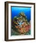 Blue Sea Star and brilliant red sea fans near Komba Island in the Flores Sea, Indonesia-Stuart Westmorland-Framed Premium Photographic Print
