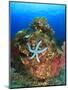 Blue Sea Star and brilliant red sea fans near Komba Island in the Flores Sea, Indonesia-Stuart Westmorland-Mounted Premium Photographic Print