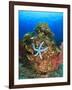 Blue Sea Star and brilliant red sea fans near Komba Island in the Flores Sea, Indonesia-Stuart Westmorland-Framed Photographic Print