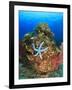 Blue Sea Star and brilliant red sea fans near Komba Island in the Flores Sea, Indonesia-Stuart Westmorland-Framed Photographic Print