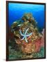 Blue Sea Star and brilliant red sea fans near Komba Island in the Flores Sea, Indonesia-Stuart Westmorland-Framed Photographic Print