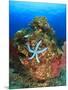 Blue Sea Star and brilliant red sea fans near Komba Island in the Flores Sea, Indonesia-Stuart Westmorland-Mounted Photographic Print
