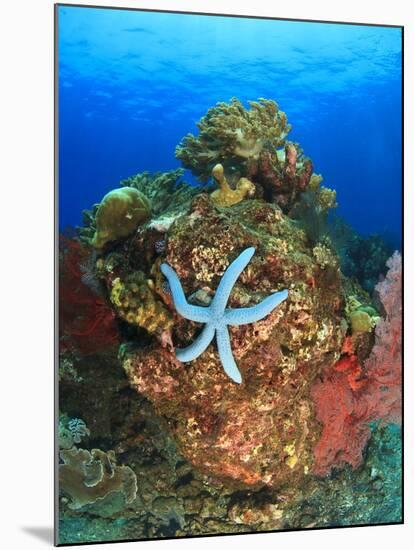 Blue Sea Star and brilliant red sea fans near Komba Island in the Flores Sea, Indonesia-Stuart Westmorland-Mounted Photographic Print