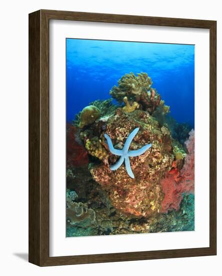 Blue Sea Star and brilliant red sea fans near Komba Island in the Flores Sea, Indonesia-Stuart Westmorland-Framed Photographic Print