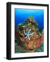 Blue Sea Star and brilliant red sea fans near Komba Island in the Flores Sea, Indonesia-Stuart Westmorland-Framed Photographic Print