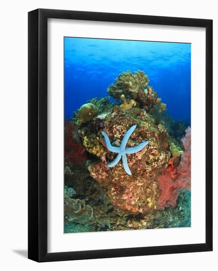 Blue Sea Star and brilliant red sea fans near Komba Island in the Flores Sea, Indonesia-Stuart Westmorland-Framed Photographic Print