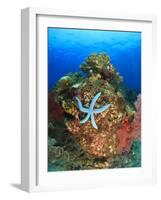 Blue Sea Star and brilliant red sea fans near Komba Island in the Flores Sea, Indonesia-Stuart Westmorland-Framed Photographic Print