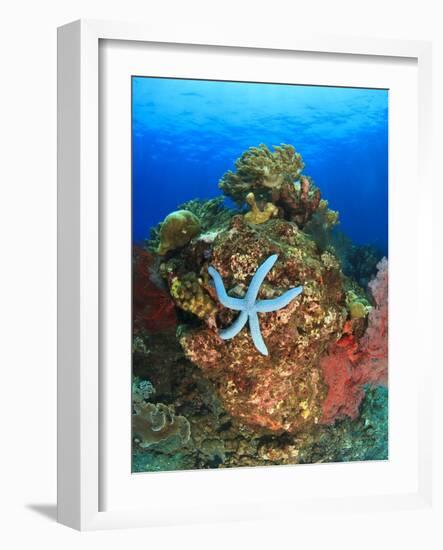 Blue Sea Star and brilliant red sea fans near Komba Island in the Flores Sea, Indonesia-Stuart Westmorland-Framed Photographic Print