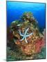 Blue Sea Star and brilliant red sea fans near Komba Island in the Flores Sea, Indonesia-Stuart Westmorland-Mounted Photographic Print