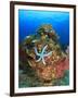 Blue Sea Star and brilliant red sea fans near Komba Island in the Flores Sea, Indonesia-Stuart Westmorland-Framed Photographic Print