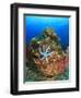 Blue Sea Star and brilliant red sea fans near Komba Island in the Flores Sea, Indonesia-Stuart Westmorland-Framed Photographic Print