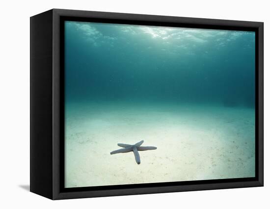 Blue Sea Star in Open Ocean-null-Framed Stretched Canvas