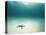 Blue Sea Star in Open Ocean-null-Stretched Canvas