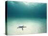 Blue Sea Star in Open Ocean-null-Stretched Canvas