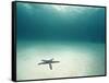 Blue Sea Star in Open Ocean-null-Framed Stretched Canvas