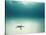 Blue Sea Star in Open Ocean-null-Stretched Canvas