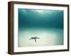 Blue Sea Star in Open Ocean-null-Framed Premium Photographic Print