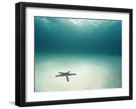 Blue Sea Star in Open Ocean-null-Framed Premium Photographic Print