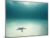 Blue Sea Star in Open Ocean-null-Mounted Premium Photographic Print