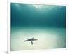 Blue Sea Star in Open Ocean-null-Framed Photographic Print