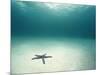 Blue Sea Star in Open Ocean-null-Mounted Photographic Print